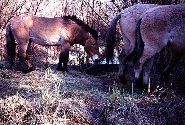 фото лошадь Пржевальского в зоне отчуждения