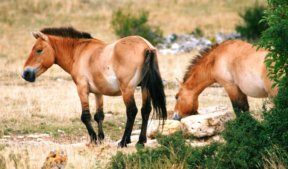 фото лошади Пржевальского