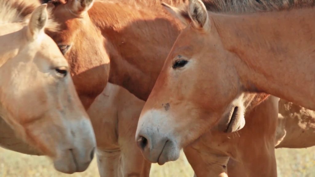 лошади Пржевальского фото