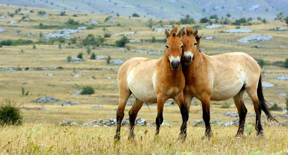 лошадь пржевальского фото
